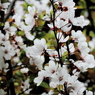 上野の桜