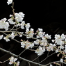 上野の桜