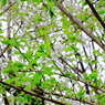 上野の桜