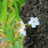 上野の桜