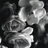 「薔薇園」 (film:HR20)