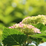 紫陽花の季節