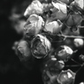 「薔薇園」 (film:HR20)