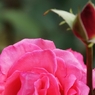 芳純