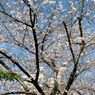 通勤路のさくら