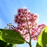 Q. 何の花でしょう？