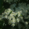 写真エッセイ：橘擬（タチバナモドキ）の花１：投稿3700枚目