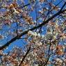 桜(D5000)