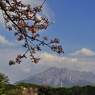 桜と火山(D5000)