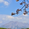 桜と火山(D7000)