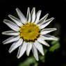 花：17