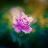 Rose2