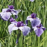 堀切菖蒲園にてその1