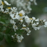 写真句：散歩道の花：野茨