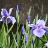 堀切菖蒲園その１