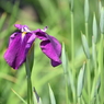 堀切菖蒲園その３