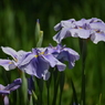 堀切菖蒲園その４
