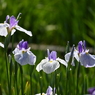 堀切菖蒲園その５