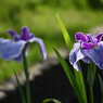 堀切菖蒲園その７