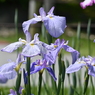 堀切菖蒲園その８