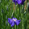 堀切菖蒲園その１０