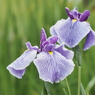 堀切菖蒲園その１１