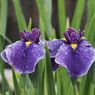 堀切菖蒲園その１２