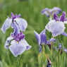 堀切菖蒲園その１３