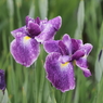 堀切菖蒲園その１６
