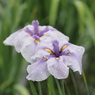 堀切菖蒲園その１９