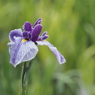 堀切菖蒲園その２１