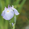 堀切菖蒲園その２２