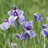 堀切菖蒲園その２３