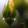 庭の薔薇（1日雨）