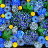 ブルー   6月の花まいり