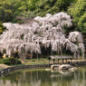 Sakura*  枝垂れ・・・