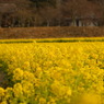 2011菜の花