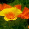 写真エッセイ：海辺の花１：California poppy