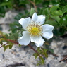 写真エッセイ：海辺の花２：野ばら