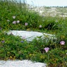 写真エッセイ：海辺の花３：浜昼顔
