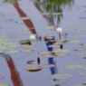 五月の池1