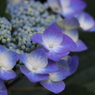 雨上がりの紫陽花①