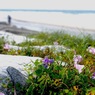 写真エッセイ：海辺の花４：フラワーアレンジメント