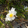 茨の花（いばらのはな）　　 愁ひつつ丘に登れば花茨　　与謝蕪村