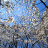 ｓａｋｕｒａ2
