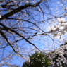 ｓａｋｕｒａ3