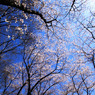 ｓａｋｕｒａ4