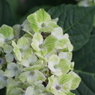 緑の紫陽花