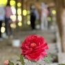 IMG_1437