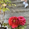 IMG_1394
